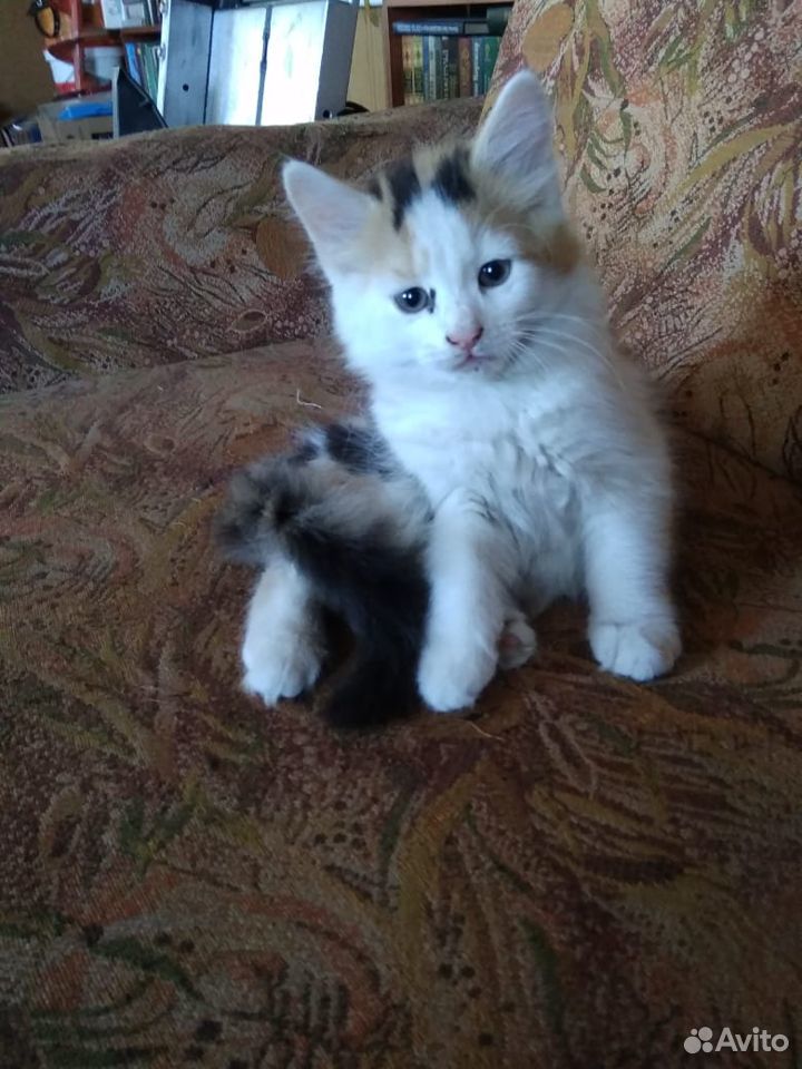 Продам котят очаровашек от сибирской кошки купить на Зозу.ру - фотография № 2