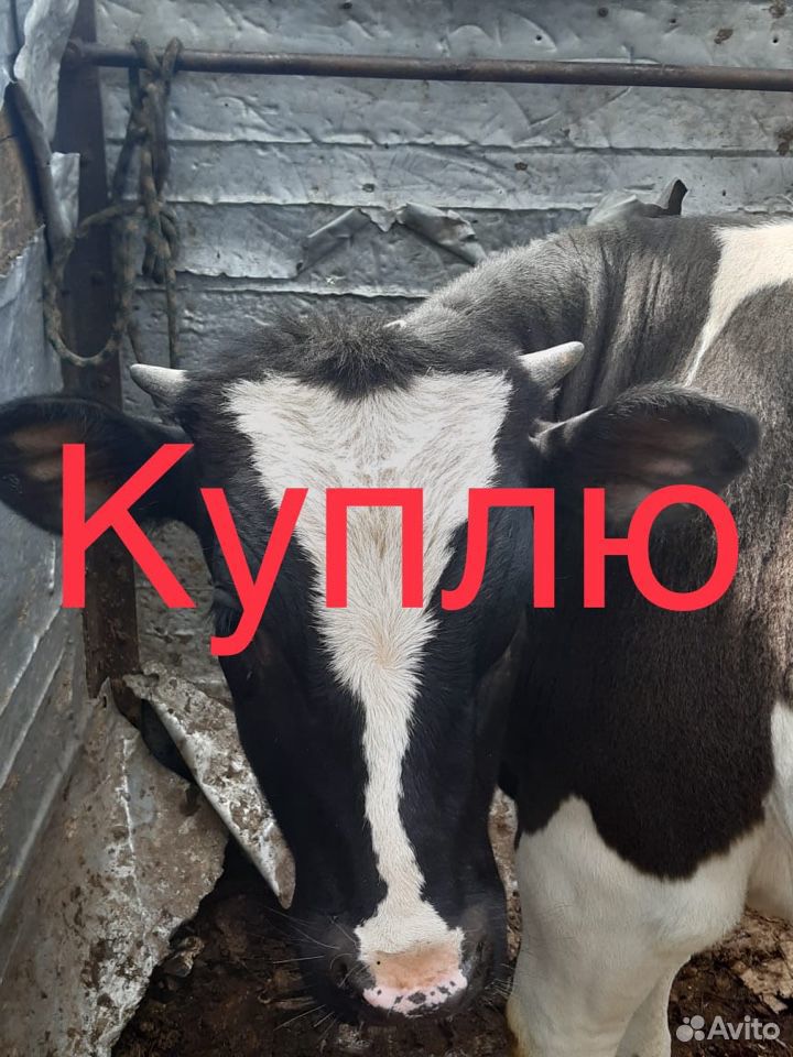 Коровы лошади на мясо купить на Зозу.ру - фотография № 1