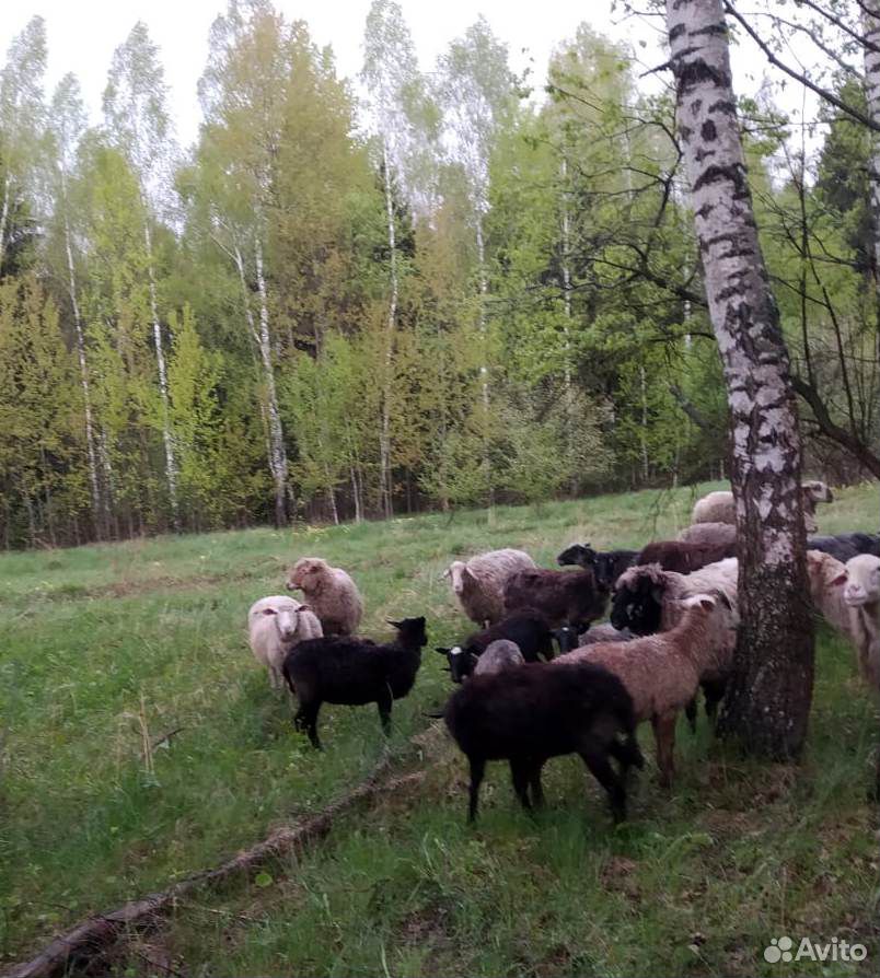 Бараны,овцы купить на Зозу.ру - фотография № 7