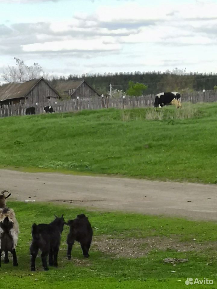 Коровы и быки купить на Зозу.ру - фотография № 6