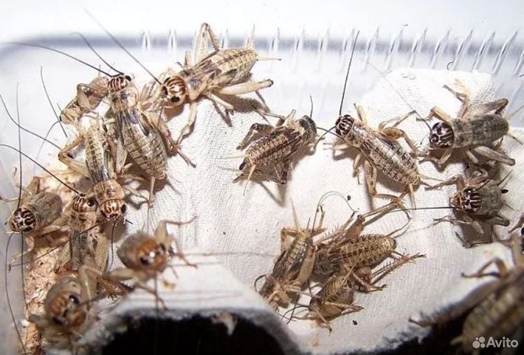 банановый сверчок. сверчки кормовые. сверчок домовой предимаго. сверчок домовой, банановый. домовые сверчки имаго предимаго.