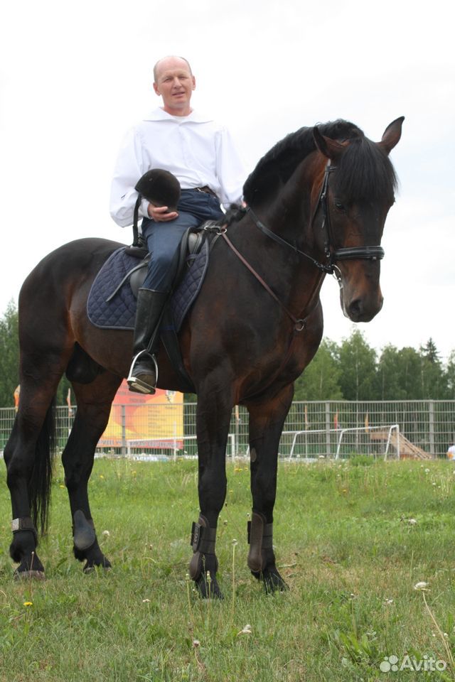 Племенная лошадь купить на Зозу.ру - фотография № 1