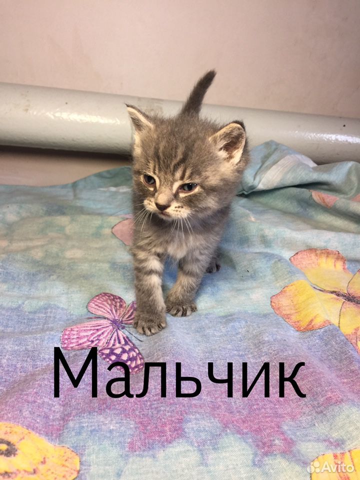 Котята бесплатно купить на Зозу.ру - фотография № 5