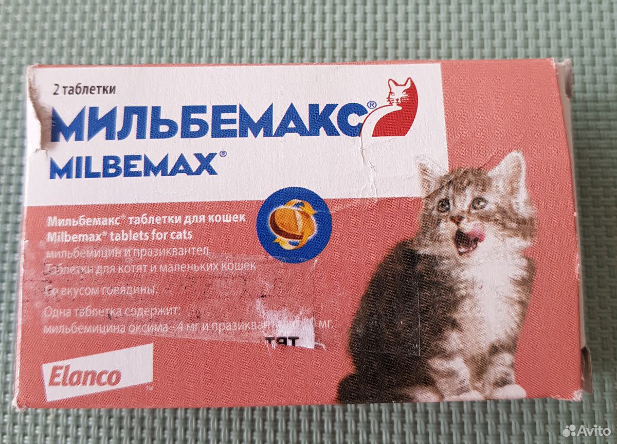 Глистогонное для кошек купить. Мильбемакс суспензия для кошек. Противоглистные препараты для кошек Мильбемакс. От глистов кошке Мильбемакс. Глистогонные препараты для кошек Мильбемакс.