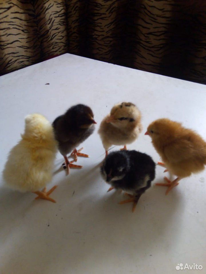 Продаются цыплята из домашних яиц купить на Зозу.ру - фотография № 1