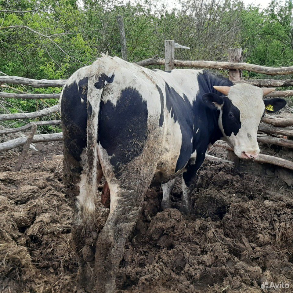 Продаю упитанных быков купить на Зозу.ру - фотография № 6