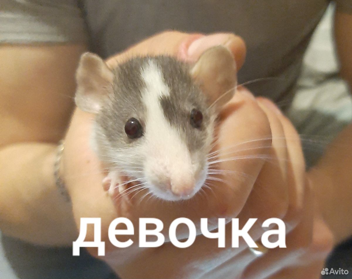 Крысёнок купить на Зозу.ру - фотография № 4
