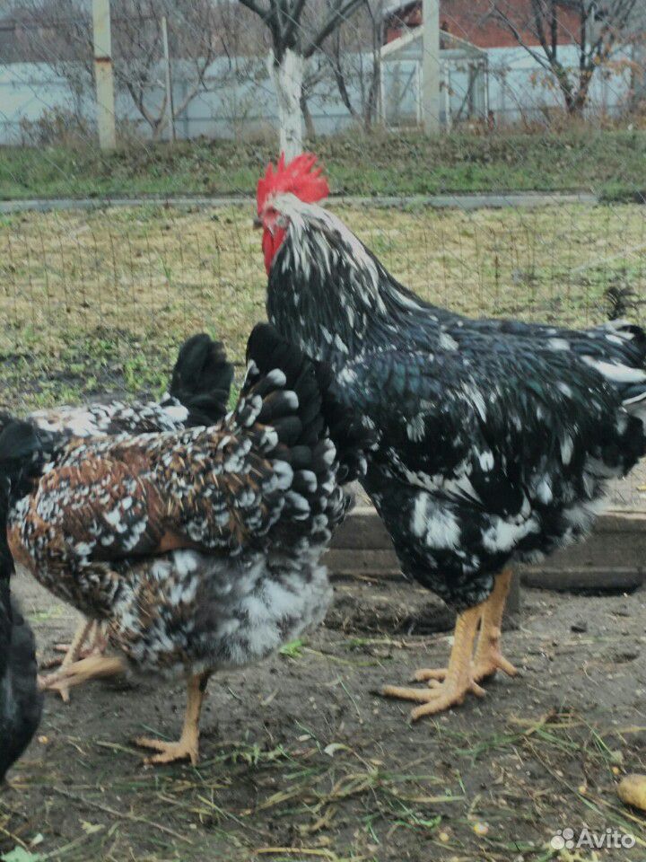 Цыплята ливенские купить на Зозу.ру - фотография № 7