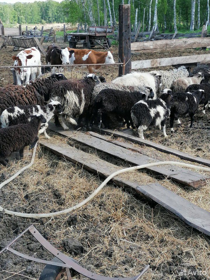 Баран, овцы, ягнята купить на Зозу.ру - фотография № 4