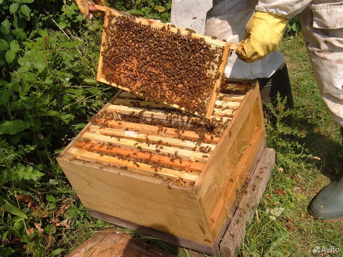 Продам 5 пчелосемей купить на Зозу.ру - фотография № 1
