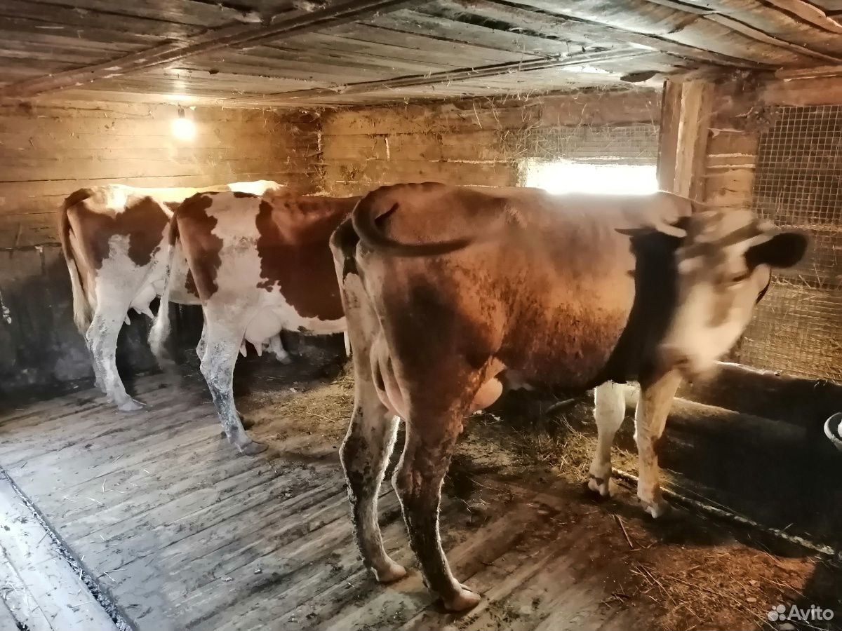 Коровы дойные купить на Зозу.ру - фотография № 1