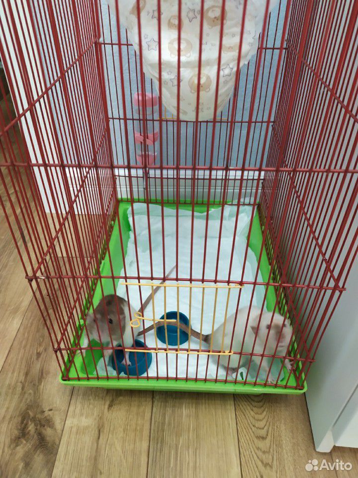 Крысы джамбо с клеткой купить на Зозу.ру - фотография № 1