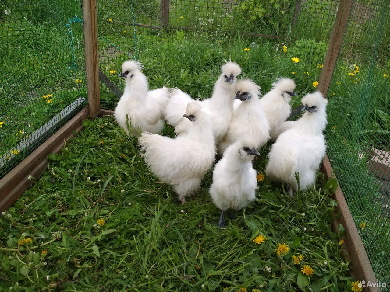 Китайские шелковые цыплята купить на Зозу.ру - фотография № 5