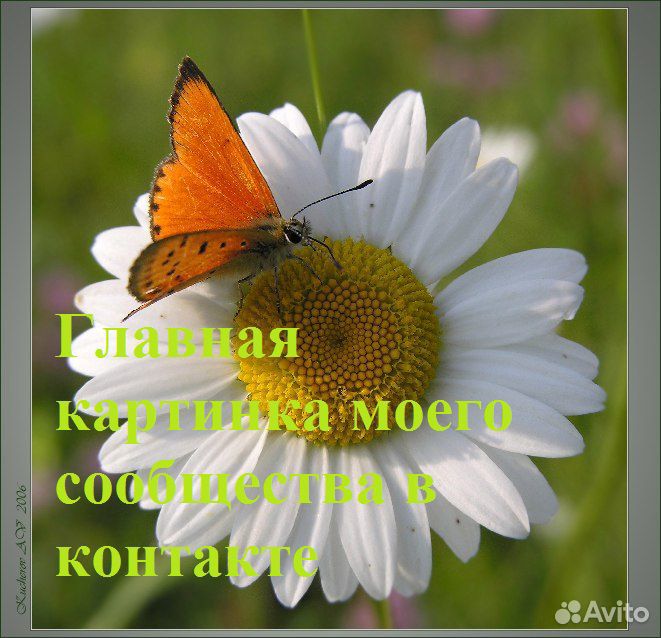 Цветы, кустарники для дизайна сада купить на Зозу.ру - фотография № 10