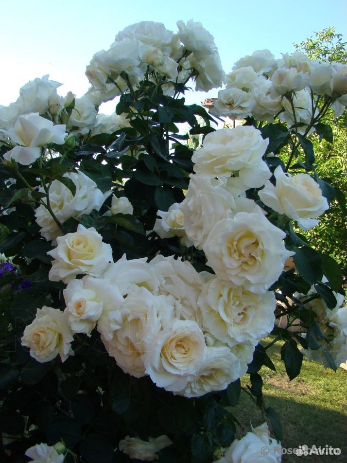 Продаются розы купить на Зозу.ру - фотография № 2
