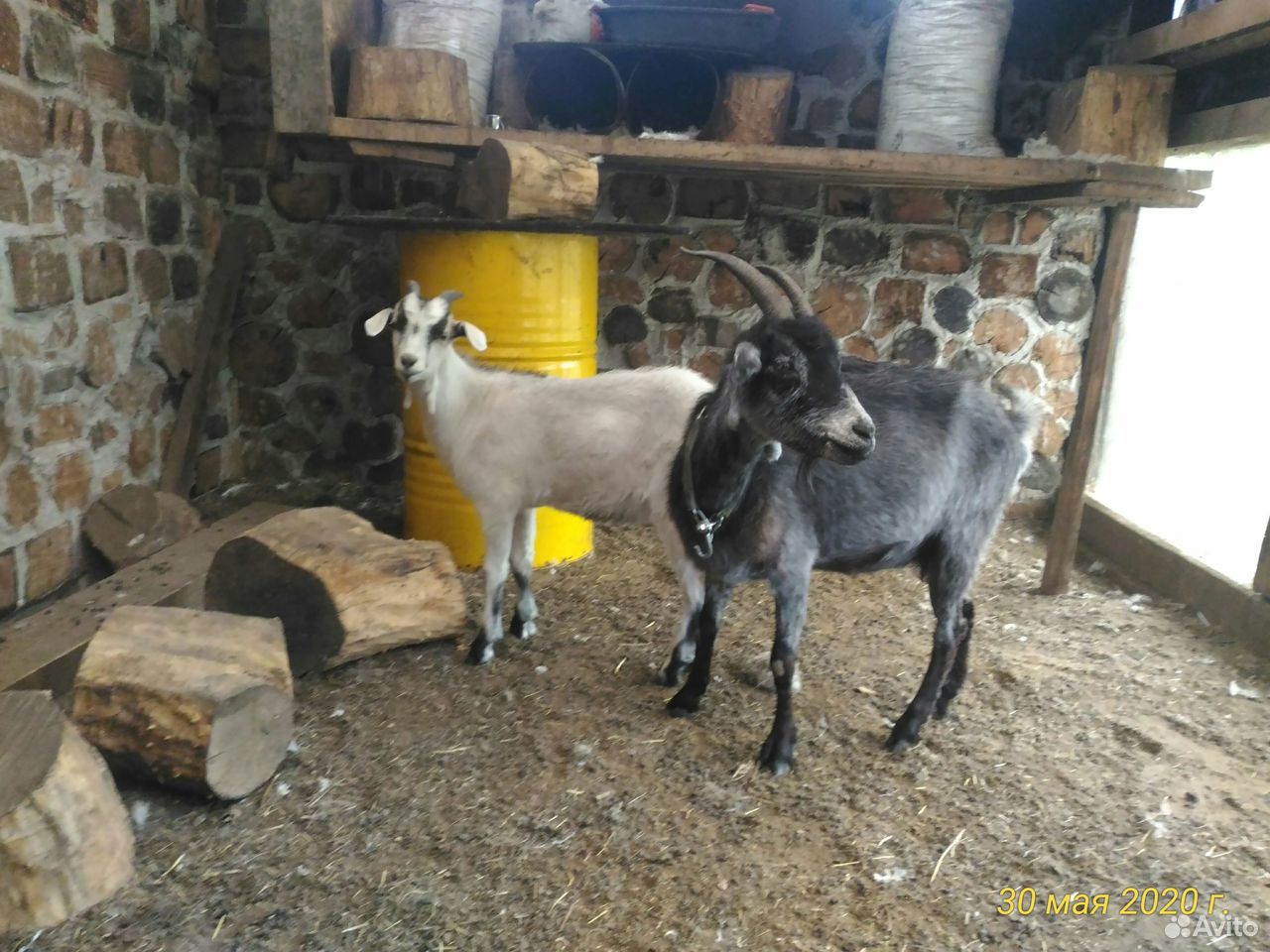 Пуховая коза с козленком купить на Зозу.ру - фотография № 2