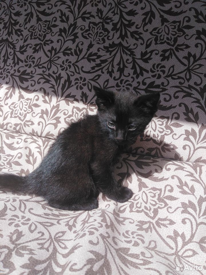 Чёрный котик, продаю за 1000 купить на Зозу.ру - фотография № 1
