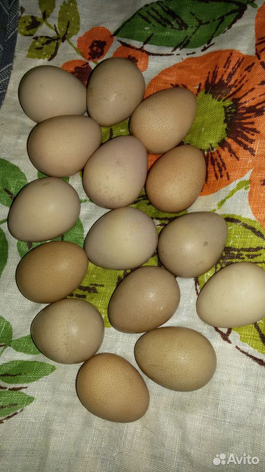 Яйцо инкубационное цесарки купить на Зозу.ру - фотография № 3