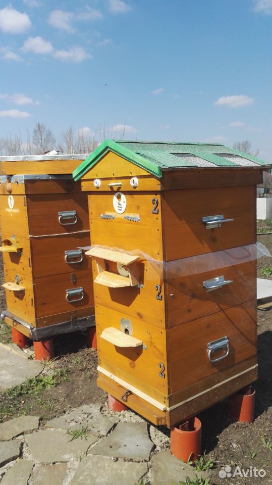 Три семьи пчел с уликами Рут купить на Зозу.ру - фотография № 2