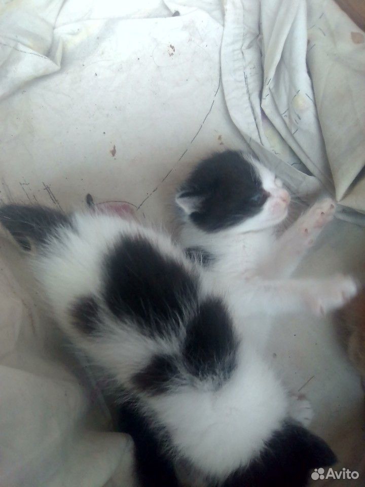 Кошка 2 черно белые и один кот рыжей купить на Зозу.ру - фотография № 1