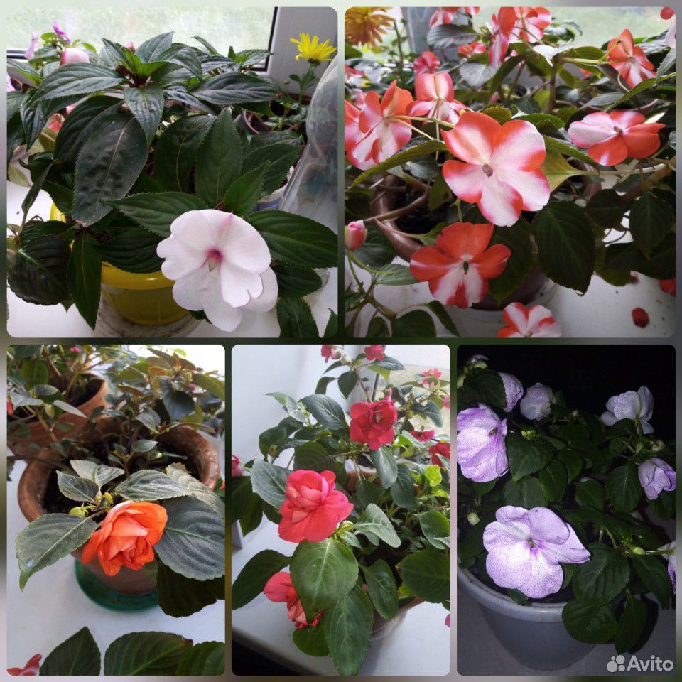 Бальзамины разных расцветок купить на Зозу.ру - фотография № 1