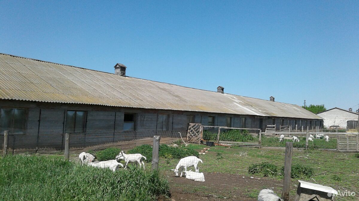 Молочные козы, козлята купить на Зозу.ру - фотография № 2