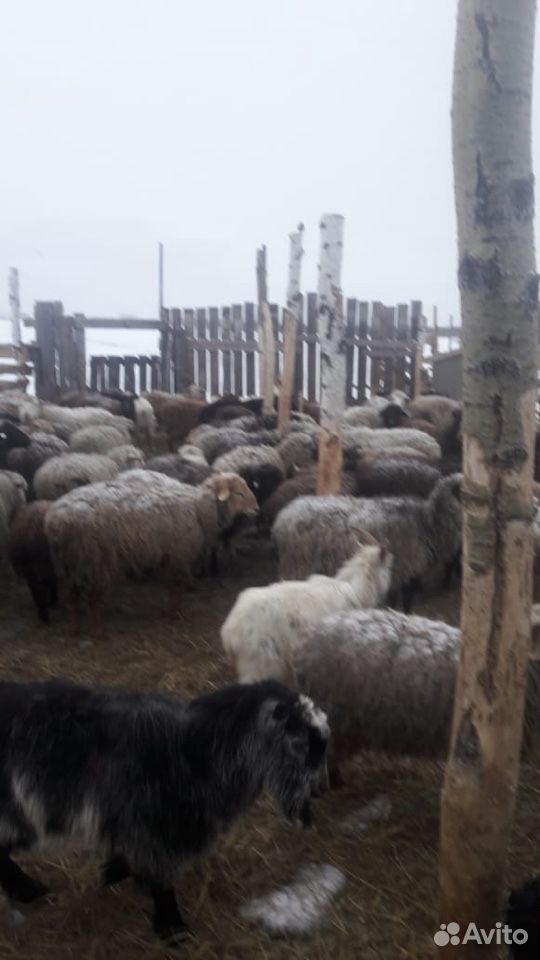 Овцы Бараны купить на Зозу.ру - фотография № 7