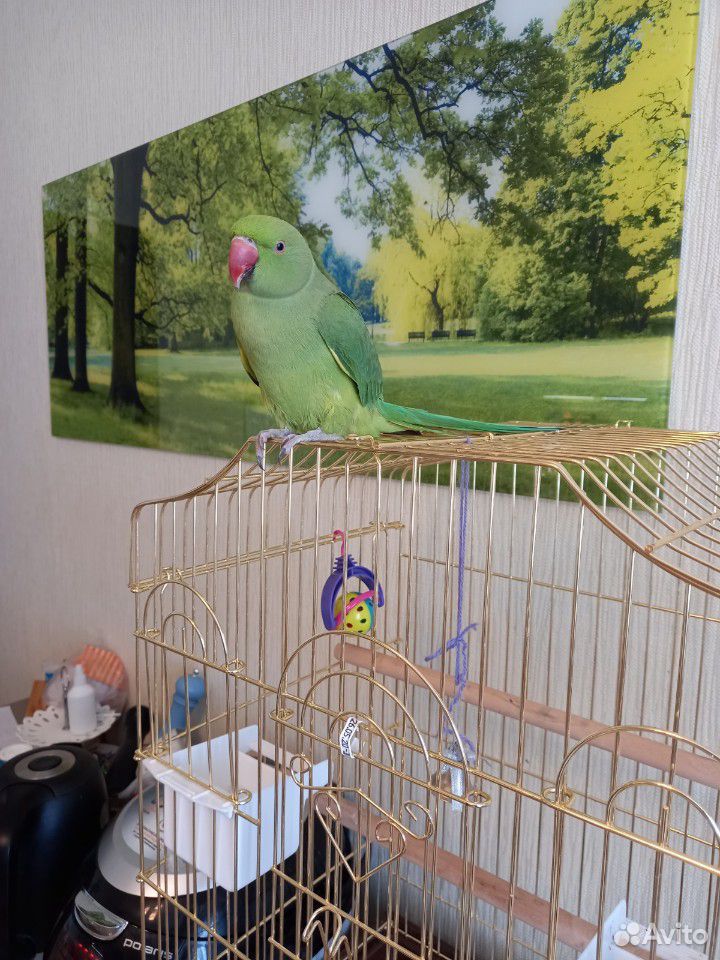 Ожереловый попугай с клеткой купить на Зозу.ру - фотография № 1
