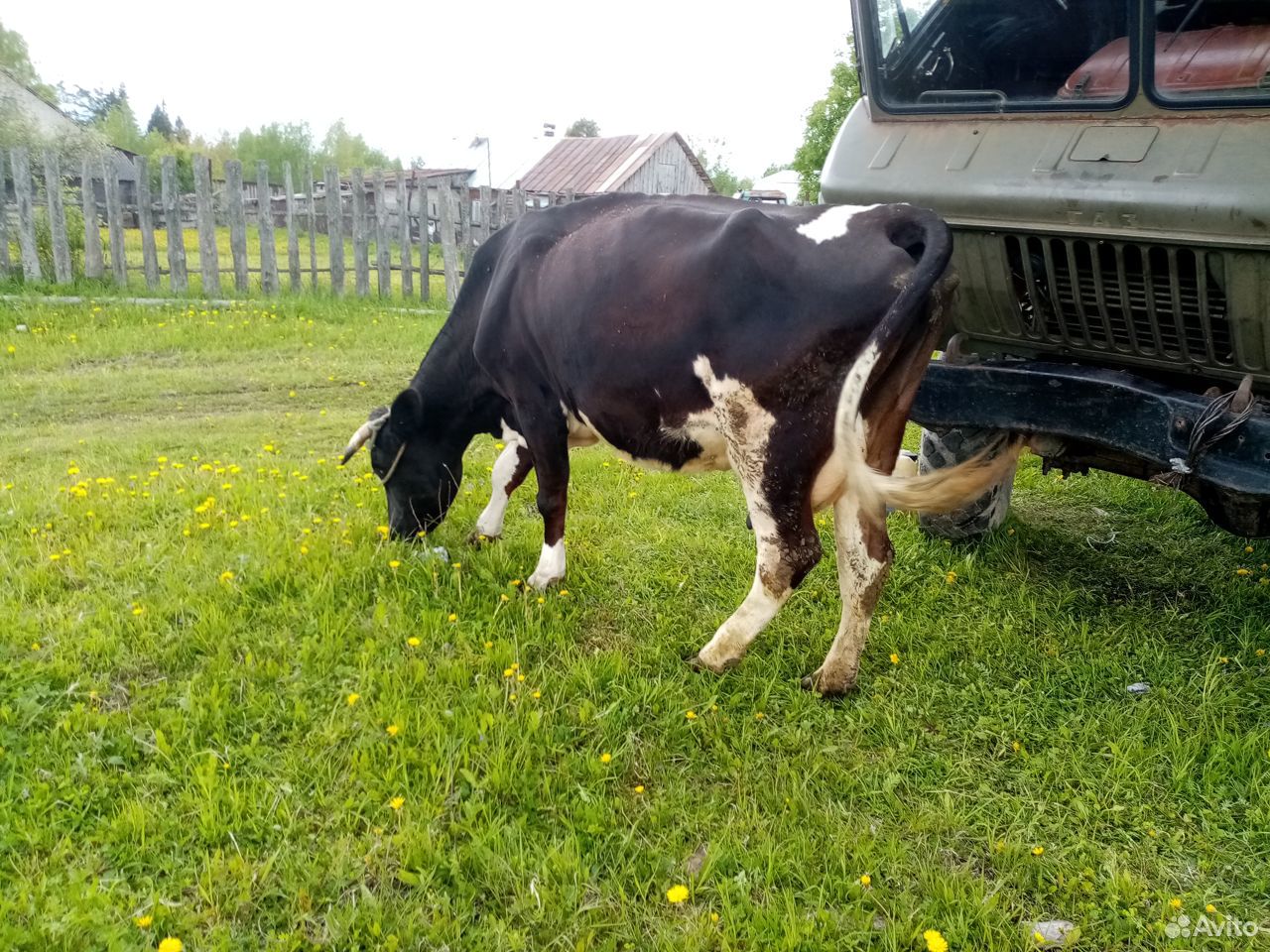 Продаю коров купить на Зозу.ру - фотография № 6
