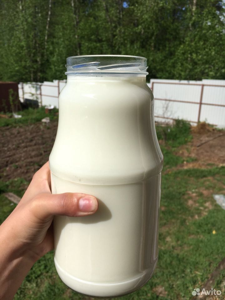 Парное козье молоко от альпийской козочки купить на Зозу.ру - фотография № 1