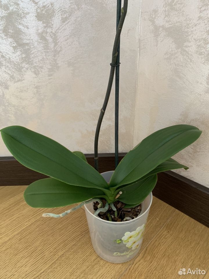 Орхидея фаленопсис, крупное растение купить на Зозу.ру - фотография № 9