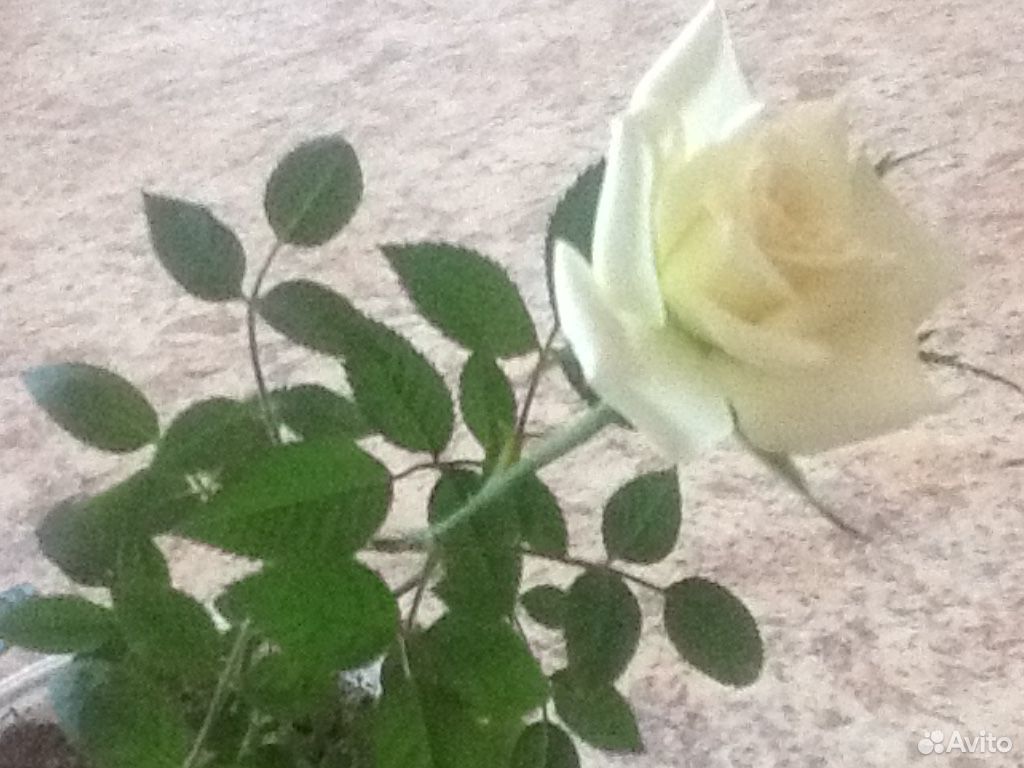 Белая роза купить на Зозу.ру - фотография № 1