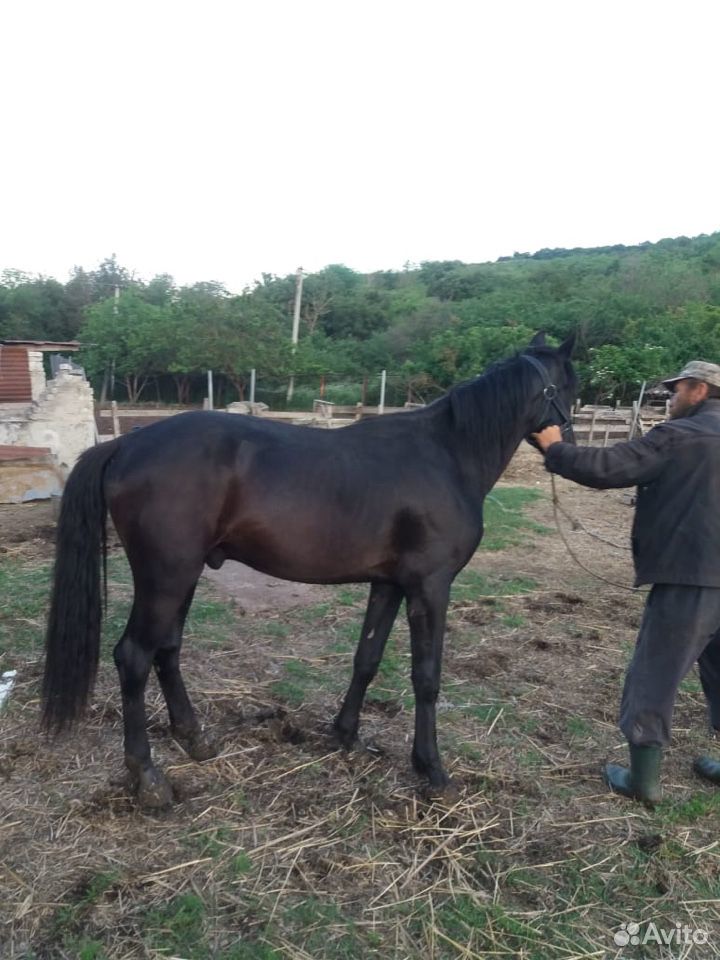 Лошадь,конь,жеребец купить на Зозу.ру - фотография № 5