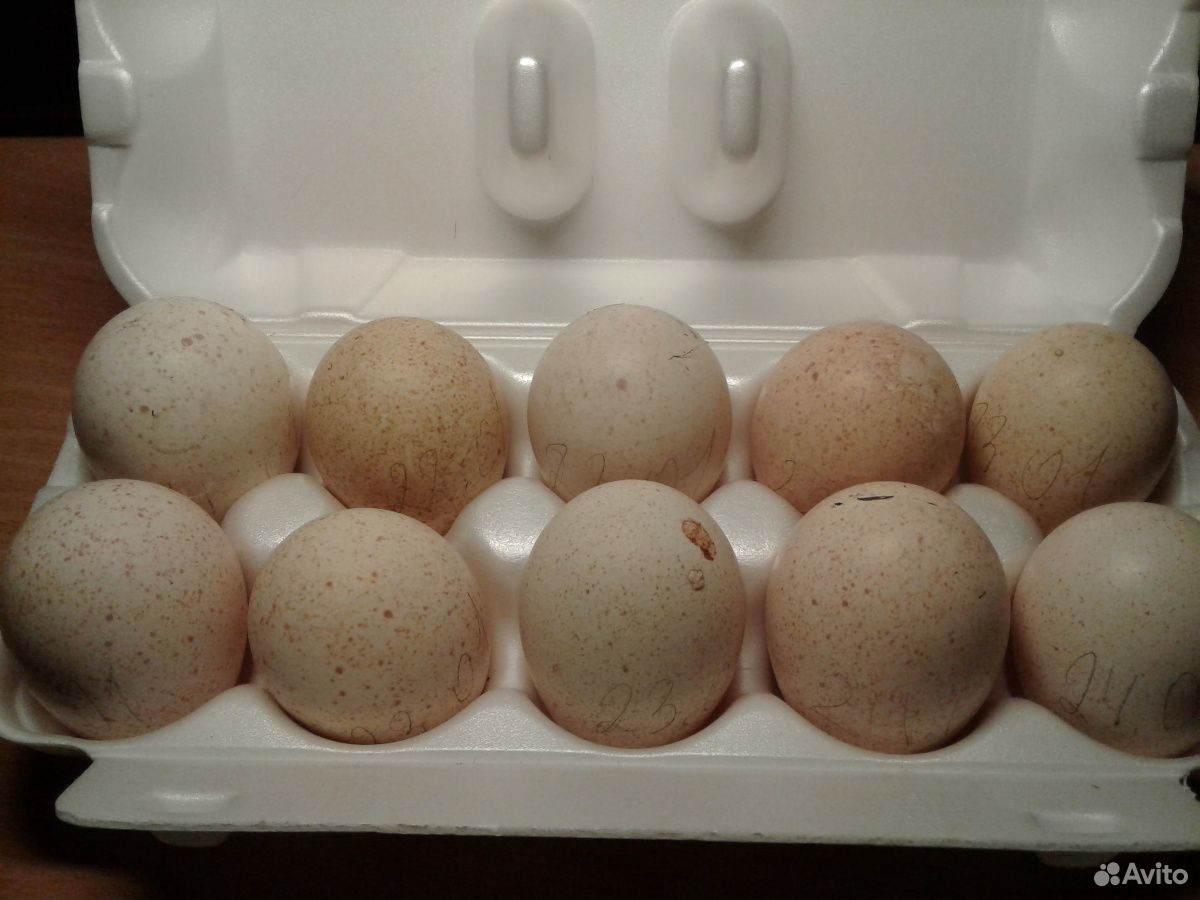 Яйцо инкубационное индейки купить на Зозу.ру - фотография № 1