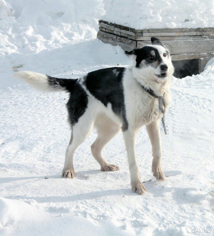 Собака Келли купить на Зозу.ру - фотография № 3