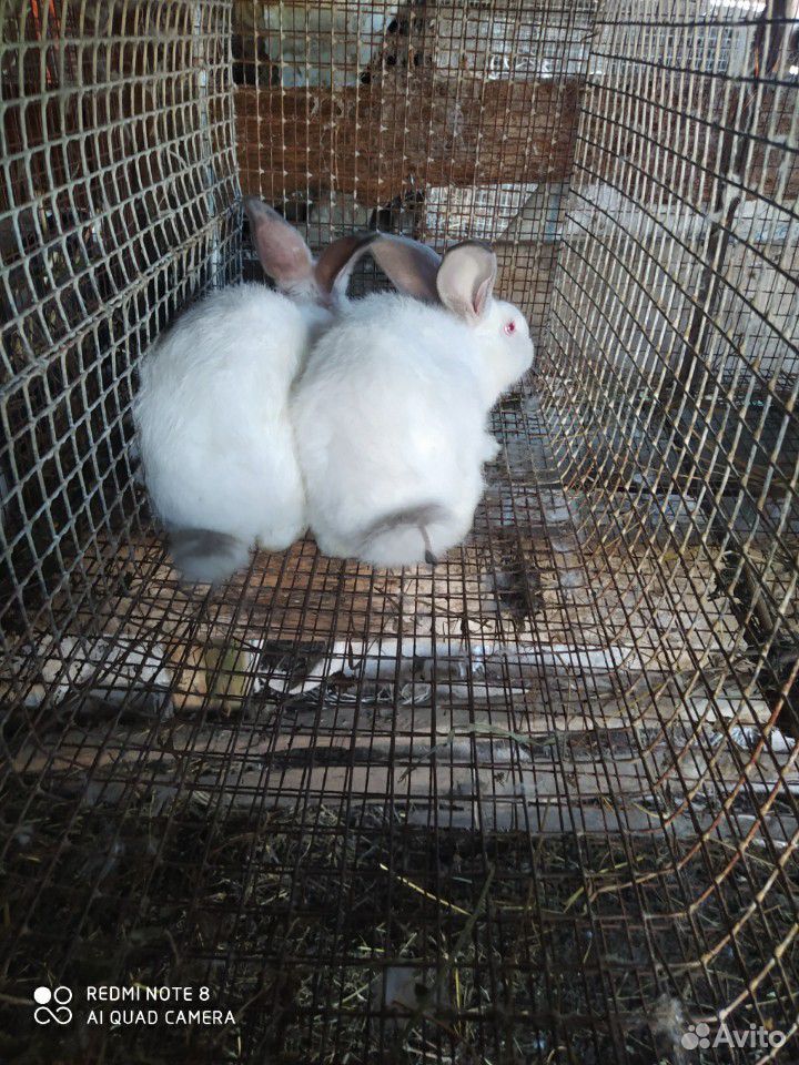 Калифорнийский кролик 2 месяца обоим цена в низу купить на Зозу.ру - фотография № 4