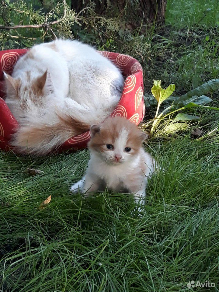 Кошка и котннео купить на Зозу.ру - фотография № 3