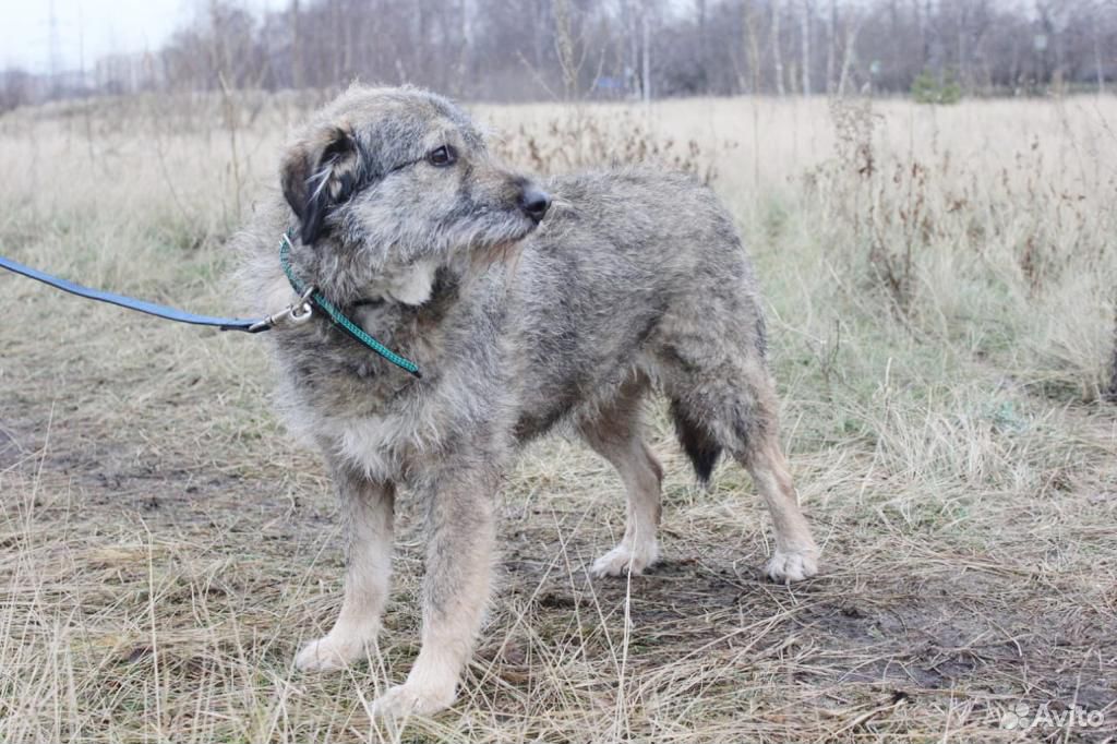 Чудесная собака Тоша для вольера в дар купить на Зозу.ру - фотография № 5