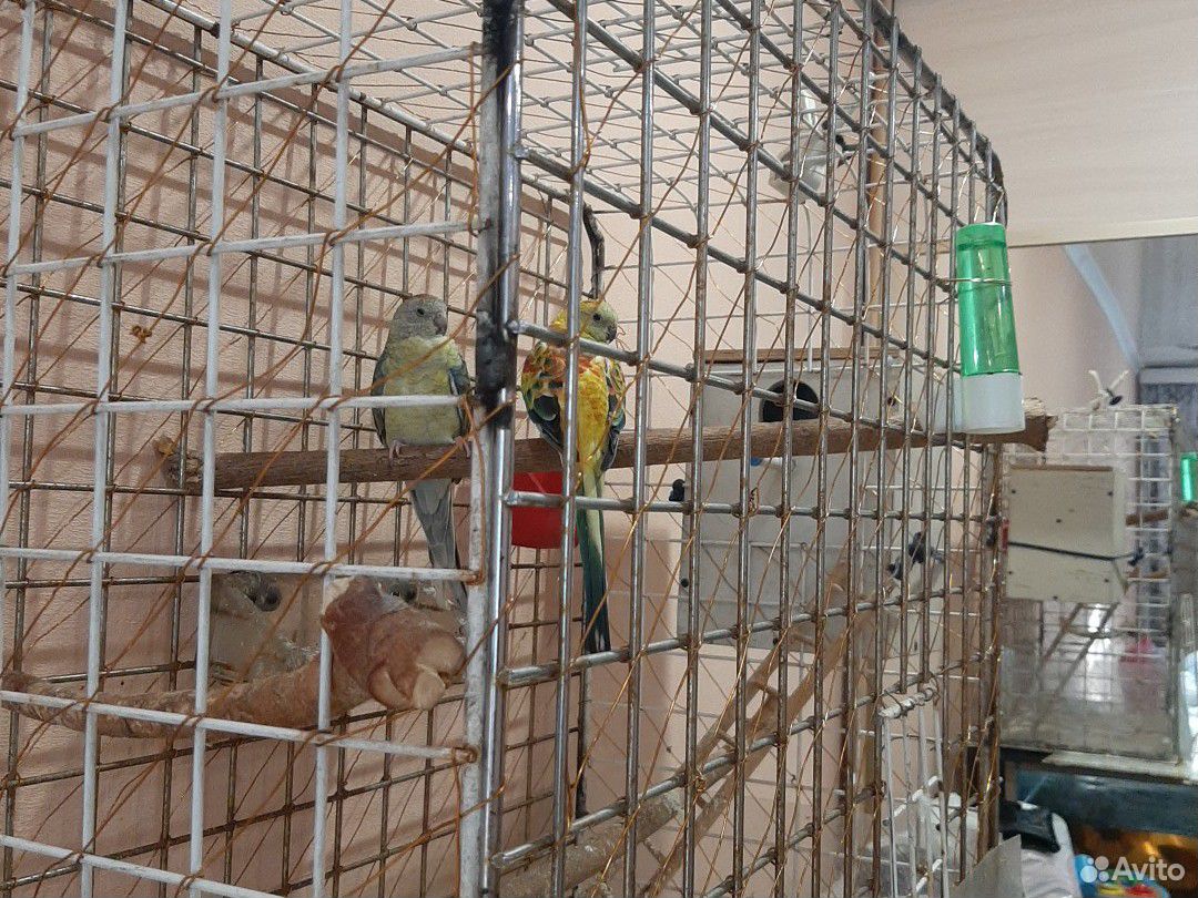 Продаю пару попугаев с клеткой купить на Зозу.ру - фотография № 3
