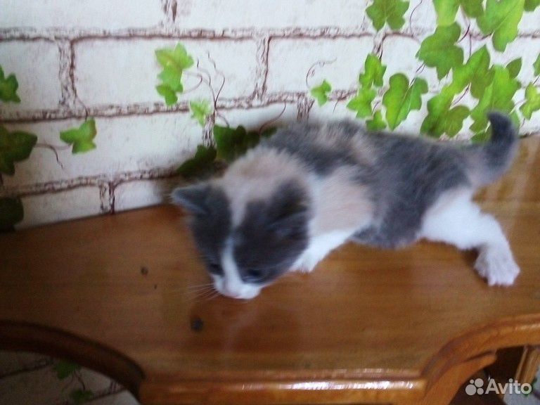 Милый котенок купить на Зозу.ру - фотография № 1