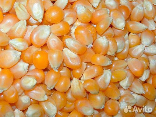 Продаю кукурузное зерно купить на Зозу.ру - фотография № 3