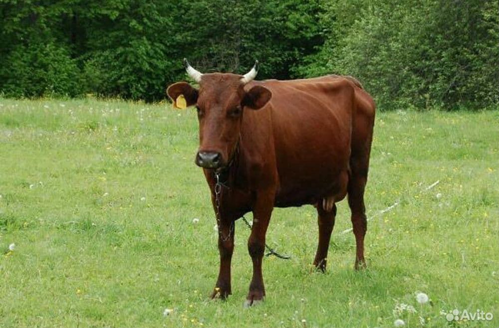 Корова и бычок купить на Зозу.ру - фотография № 1