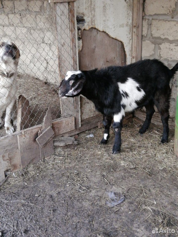 Козы, козёл и козлята купить на Зозу.ру - фотография № 7