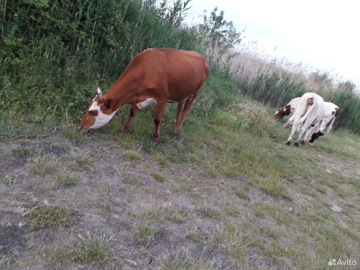 Полтара годики, породистые коровы,гуляешие купить на Зозу.ру - фотография № 1