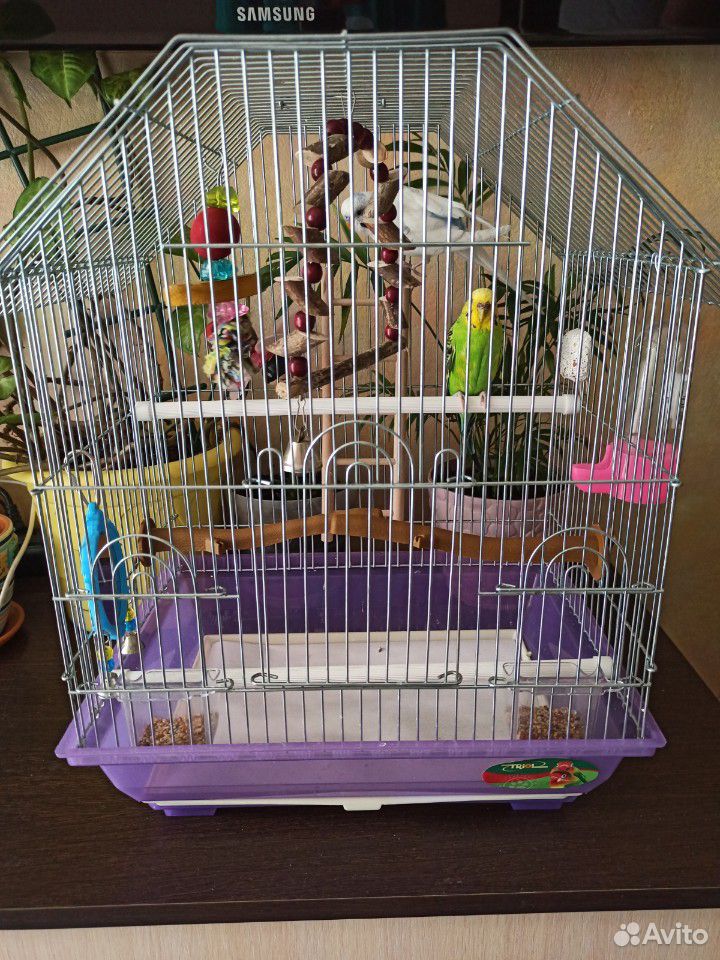 Волнистые попугаи с клеткой купить на Зозу.ру - фотография № 1
