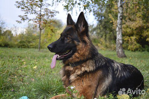 Найдена потерявшаяся собака купить на Зозу.ру - фотография № 1