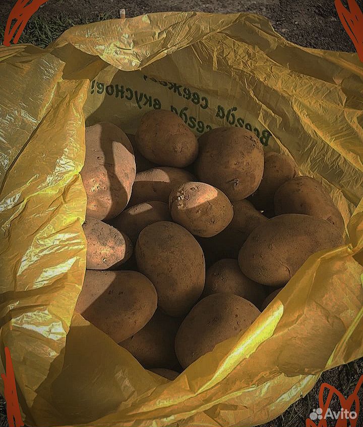 Картошка купить на Зозу.ру - фотография № 1