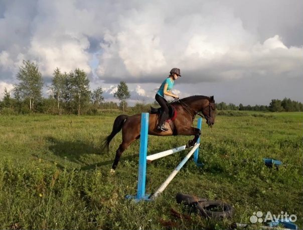 Красивый добрый конь купить на Зозу.ру - фотография № 2