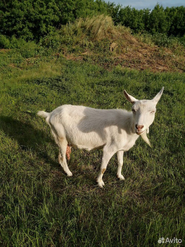 Продам заанинских коз, одна с третьим окотом, втор купить на Зозу.ру - фотография № 1
