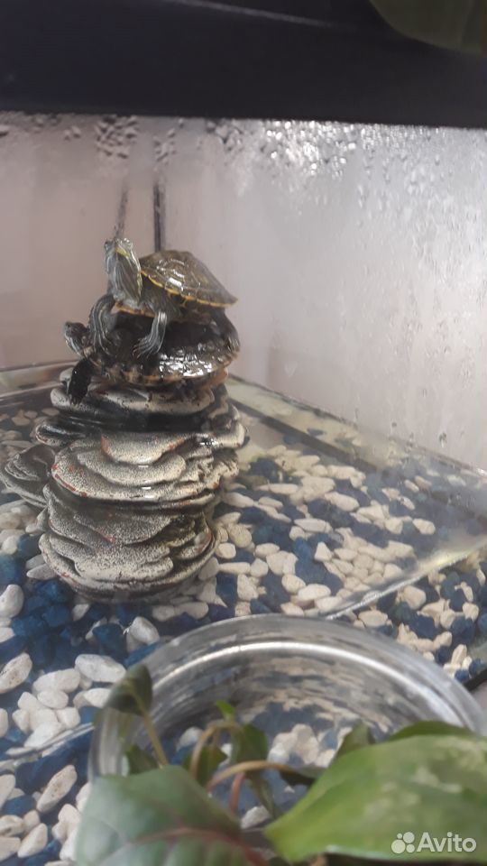 Продам черепах с аквариумом купить на Зозу.ру - фотография № 2